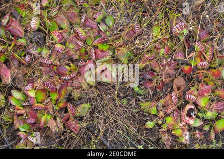 Großer Klumpen der fleischfressenden Pflanze Cephalotus follicularis, die Albany Pitcher Pflanze nördlich von Dänemark in Westaustralien gefunden Stockfoto