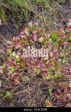 Großer Klumpen der fleischfressenden Pflanze Cephalotus follicularis, die Albany Pitcher Pflanze nördlich von Dänemark in Westaustralien gefunden Stockfoto