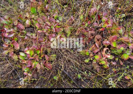 Großer Klumpen der fleischfressenden Pflanze Cephalotus follicularis, die Albany Pitcher Pflanze nördlich von Dänemark in Westaustralien gefunden Stockfoto