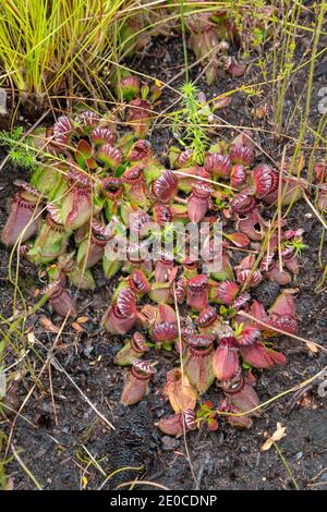 Großer Klumpen der fleischfressenden Pflanze Cephalotus follicularis, die Albany Pitcher Pflanze nördlich von Dänemark in Westaustralien gefunden Stockfoto