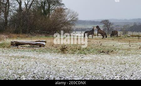 East Lothian, Schottland, Großbritannien, 31. Dezember 2020. UK Wetter: Pferde tummeln sich, während es schneit. Drei Pferde, die Pferdedecken auf einem Feld tragen, scheinen den Schnee im Winter zu genießen Stockfoto