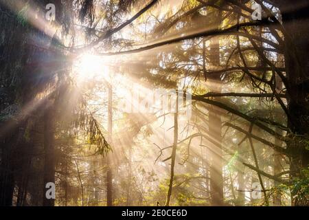 Sonnenlicht strömt bei Sonnenuntergang durch Bäume. Stockfoto