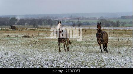 East Lothian, Schottland, Großbritannien, 31. Dezember 2020. UK Wetter: Pferde tummeln sich, während es schneit. Drei Pferde, die Pferdedecken auf einem Feld tragen, scheinen den Schnee im Winter zu genießen Stockfoto