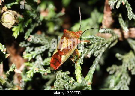 Weißdorn-Shieldbug Stockfoto