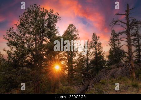 Sonnenlicht strömt bei Sonnenuntergang durch Bäume. Stockfoto