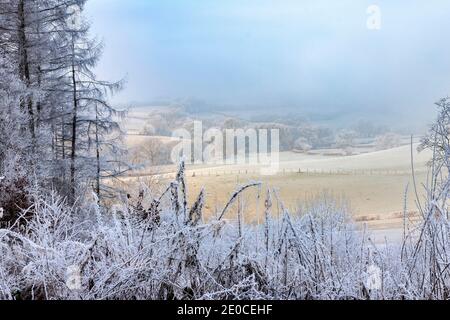 LANDSCHAFT VON FELDERN UND BÄUMEN VON EINEM SEHR SCHWEREN BEDECKT FROST IM WINTER Stockfoto