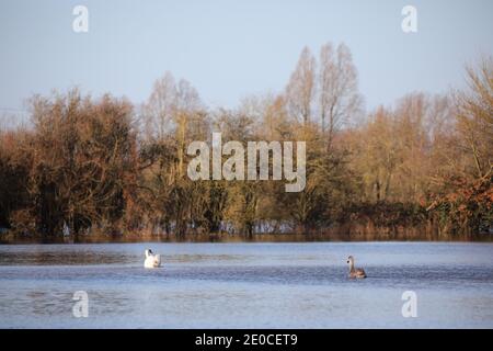 Peterborough, Großbritannien. Dezember 2020. Schwäne auf einem überfluteten Feld in der Nähe von Peterborough, als der Fluss Nene seine Ufer in Peterborough, Cambridgeshire, platzte. Kredit: Paul Marriott/Alamy Live Nachrichten Stockfoto