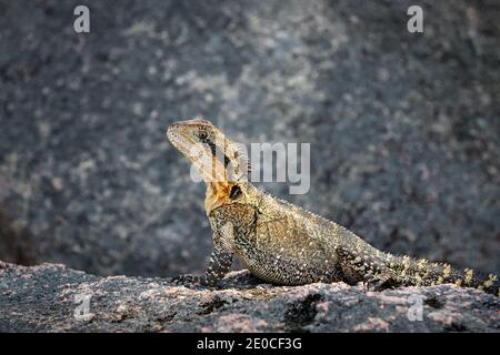 Wunderschön gefärbter australischer Wasserdrache, der sich gut auf einem Felsen getarnt sonnt. Stockfoto