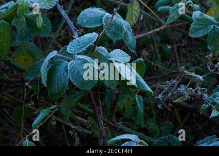 Frostbedeckte Bramble, Brombeere, (Rubus fruticosus) Blätter. England, Großbritannien, GB. Stockfoto