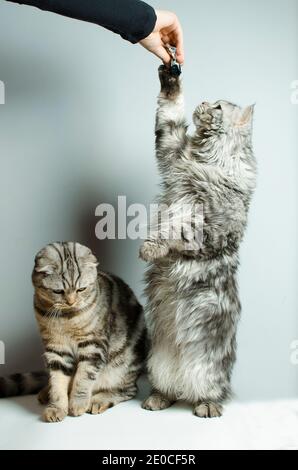 Schöne schottische Hauskatzen auf weißem Hintergrund. Tierschutzkonzept. Stockfoto