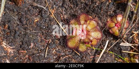 Einzelpflanzen von Drosera hamitlonii, einer fleischfressenden Pflanze, in der Natur östlich von Walpole in Westaustralien gesehen Stockfoto