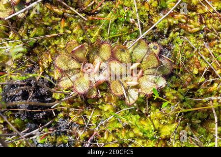 Zwei grüne Rosetten der seltenen endemischen fleischfressenden Pflanze Drosera Hamiltonii in natürlichen Lebensraum östlich von Walpole im Westen gesehen Australien Stockfoto