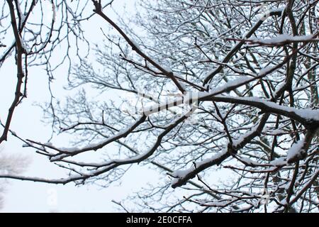 Nahaufnahme von Schnee auf einem Ast, Schnee auf Ästen, schneebedeckten Ast, Schnee auf Baum, in Manchester, England an einem verschneiten Wintertag Stockfoto