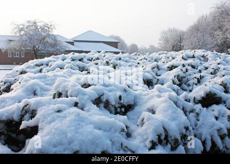 Nahaufnahme von dicken Schneeschichten auf Büschen und Pflanzen und schneebedeckten Bäumen an einem Wintertag in Manchester, England Stockfoto