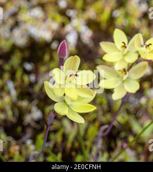 Die Gruppe der gelben Blumen der Sonnenorchidee Thelymitra antennifera In natürlichem Lebensraum in der Nähe von Walpole in Westaustralien Stockfoto