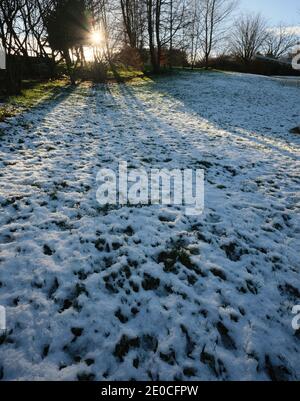 Am späten Nachmittag im Dezember scheint eine sinkende Sonne durch Fir und Hazel Setzlinge auf einem verschneiten Yorkshire Kleinbetrieb Stockfoto