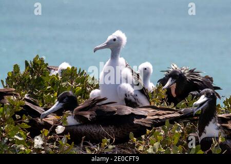 Herrliche Fregattvogel Küken (Fregata magnificens) mit Eltern, Isla del Espiritu Santo, Baja California Sur, Mexiko Stockfoto