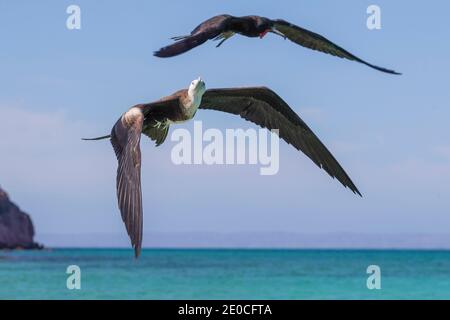 Juvenile prächtige Fregattvogel (Fregata magnificens), im Flug, Isla del Espiritu Santo, Baja California Sur, Mexiko Stockfoto