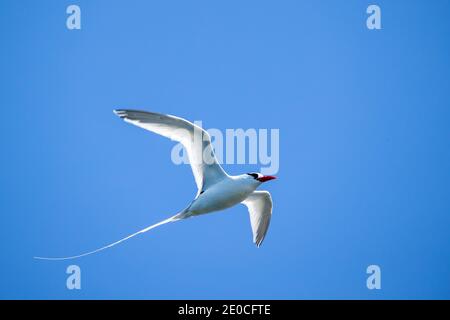 Erwachsener Rotschnabel-Tropikvogel (Phaethon aethereus) im Flug am Nestplatz auf Isla San Pedro Martir, Baja California, Mexiko Stockfoto