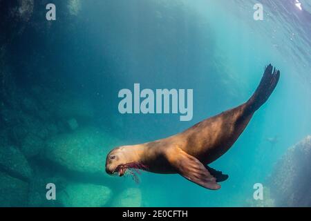 Kalifornischer Seelöwe (Zalophus californianus), spielt mit Gorgonien, Los Islotes, Baja California Sur, Mexiko Stockfoto