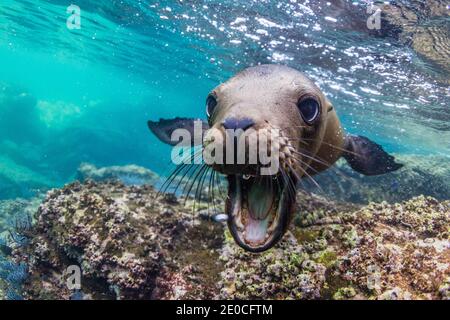 Kalifornischer Seelöwe (Zalophus californianus), Unterwasser bei Los Islotes, Baja California Sur, Mexiko Stockfoto