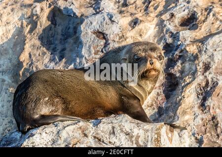 Guadalupe-Pelzrobbe (Arctocephalus townsendi), auf Isla Rasita, Baja California, Mexiko, ausgezogen Stockfoto