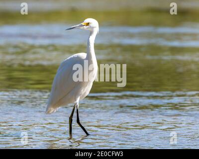 Erwachsene Schneegreiher (Egretta thula) watend in Gezeitenmündung, San Jose del Cabo, Baja California Sur, Mexiko Stockfoto