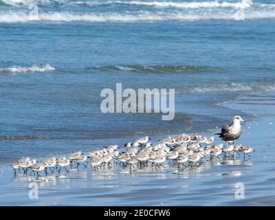 Eine Schar von Sanderlingen (Calidris alba), am Strand von Isla Magdalena, Baja California Sur, Mexiko Stockfoto