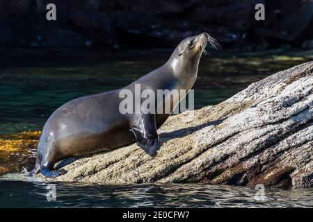 Schwangere weibliche kalifornische Seelöwe (Zalophus californianus), auf Los Islotes, Baja California Sur, Mexiko Stockfoto