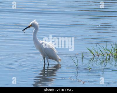 Ausgewachsener Schneegreiher (Egretta thula), mit Fischen in Gezeitenmündung, San Jose del Cabo, Baja California Sur, Mexiko Stockfoto