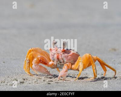 Erwachsene Geisterkrabbe (Ocypode spp) am Strand von Isla Magdalena, Baja California Sur, Mexiko Stockfoto