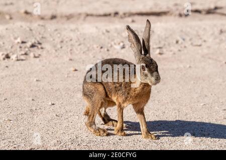 Schwarzkaninchen (Lepus insularis), endemisch nur auf Isla del Espiritu Santo, Baja California Sur, Mexiko Stockfoto