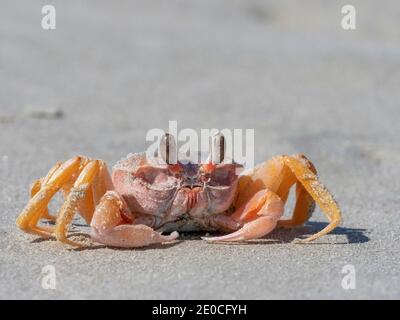 Erwachsene Geisterkrabbe (Ocypode spp), am Strand von Isla Magdalena, Baja California Sur, Mexiko Stockfoto