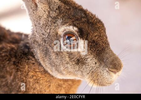 Schwarzkaninchen (Lepus insularis), endemisch nur auf Isla del Espiritu Santo, Baja California Sur, Mexiko Stockfoto