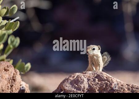 Espiritu Santo Antilopenhörnchen (Ammospermophilus insularis), endemisch nur auf Isla del Espiritu Santo, Baja California Sur, Mexiko Stockfoto