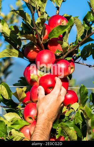 Hand des Bauern Mann Ernte rote Äpfel aus dem Baum in der Obstgarten, Valtellina, Provinz Sondrio, Lombardei, Italien, Europa Stockfoto