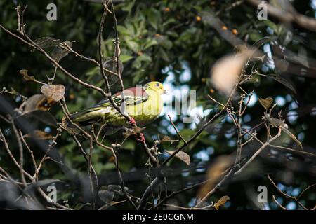 Sri Lanka Grüntaube perfekt getarnt unter dem Schatten eines hohen Baumbusches, sehr bunt und flauschig Vogel. Stockfoto