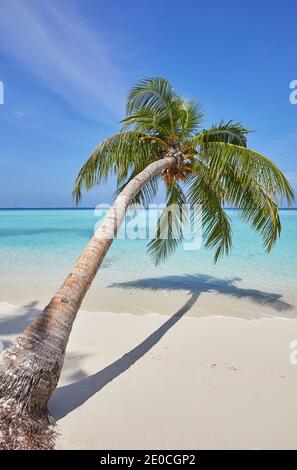 Eine tropische Insel am Strand Kokospalme, Gaafu Dhaalu Atoll, im äußersten Süden der Malediven, Indischer Ozean, Asien Stockfoto