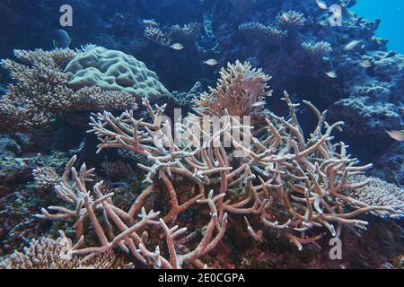 Eine Mischung von Acropora Arten Steinkorallen, auf einem tropischen Korallenriff, um Gaafu Dhaalu Atoll, im Süden der Malediven, Indischer Ozean, Asien Stockfoto