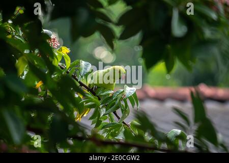 Rosenberingter Papageienvogel im Sternenfruchtbaum versteckt und spioniert auf uns. Stockfoto