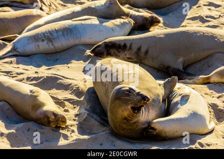 Robben am Strand in der Sonne baden, Big Sur, Kalifornien, Vereinigte Staaten von Amerika Stockfoto