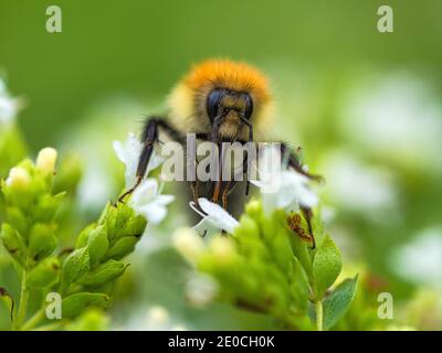 Carder Bee, County Clare, Munster, Republik Irland, Europa Stockfoto