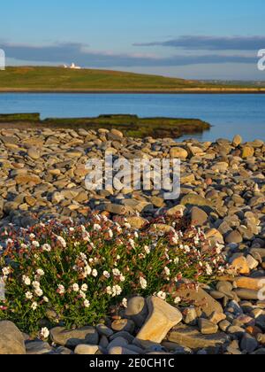 Sea Campion, County Clare, Munster, Republik Irland, Europa Stockfoto