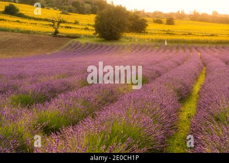 Lavendelfelder bei Sonnenuntergang, Corinaldo, Marken, Italien, Europa Stockfoto