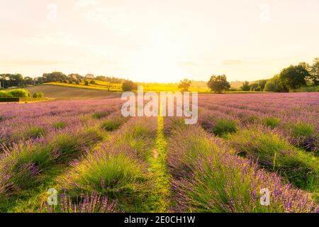 Lavendelfelder bei Sonnenuntergang, Corinaldo, Marken, Italien, Europa Stockfoto