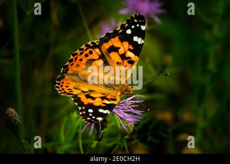 Fatillärer Schmetterling auf kanadischer Distel Stockfoto