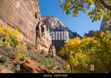 Der Gipfel des Cable Mountain, umrahmt von goldenem Herbstlaub, Zion National Park, Utah, Vereinigte Staaten von Amerika Stockfoto