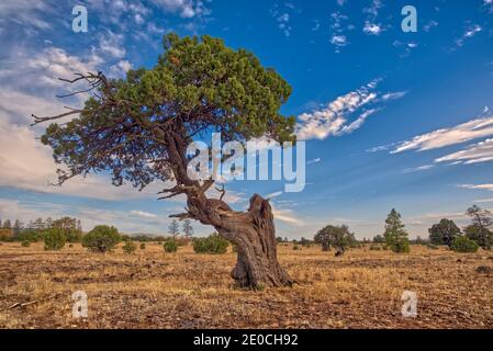 Ein verdrehter Wacholderbaum in der Nähe des Sycamore Canyon im Kaibab National Forest südlich von Williams, Arizona, USA Stockfoto