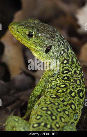 Porträt einer okellierten Eidechse (Timon lepidus) in El Torcal, Malaga, Andalusien, Spanien, Europa Stockfoto