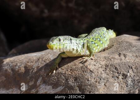 Okellierte Eidechse (Timon lepidus) auf einem Stein in der Nähe von Tarifa, Andalusien, Spanien, Europa Stockfoto